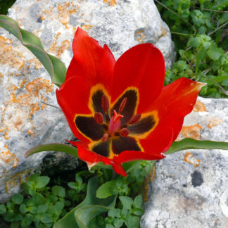 წითელი ტიტები (10ც კონა)